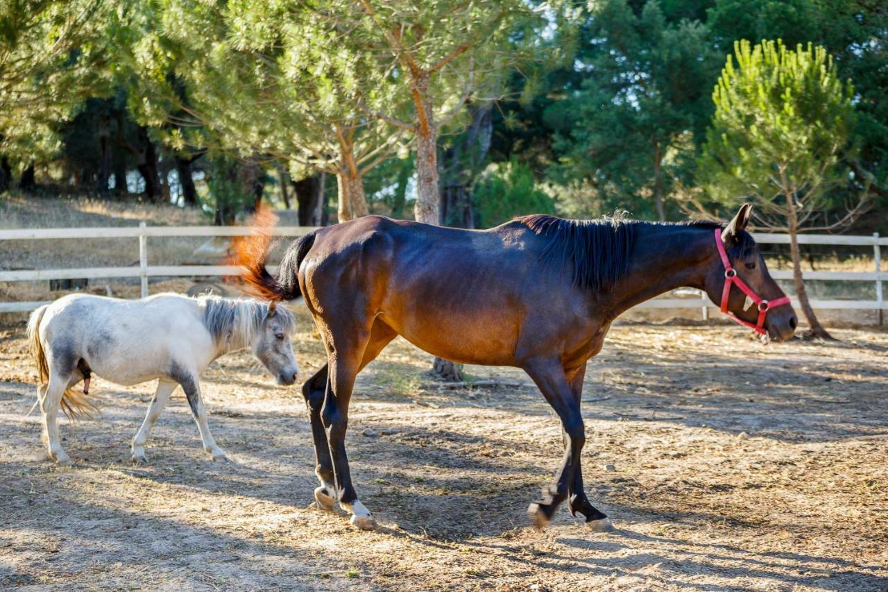 Herdade Da Granja Nova Montargil Esterno foto