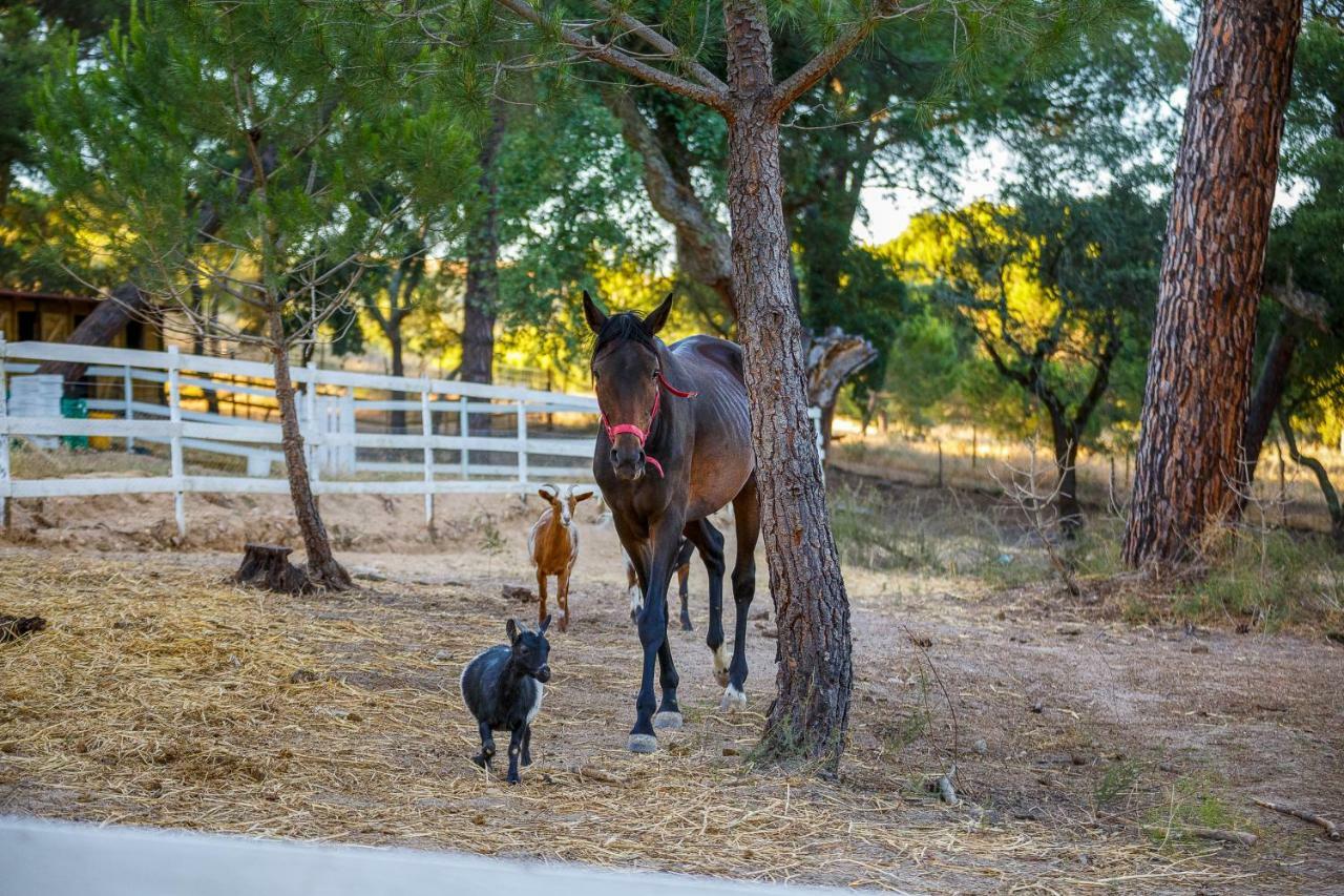 Herdade Da Granja Nova Montargil Esterno foto